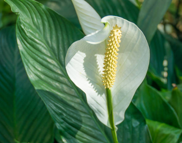 White peace lily surrounded by green leaves